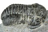 Bargain, Detailed Gerastos Trilobite Fossil - Morocco #363941-2